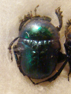 GYMNOPLEURUS sericeifrons