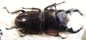 DORCUS (Dynodorcus) curvidens volscens M