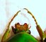 STEPHANORRHINA sp ( julia "hybrida") Couple