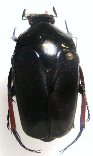 LOMAPTERA satanas Forme