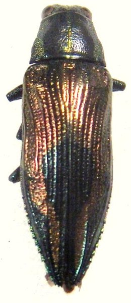 Parataenia orbicularis