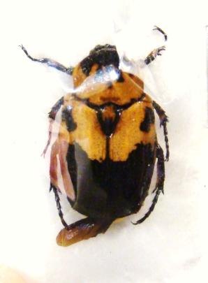 PILINOPYGA ornatipennis