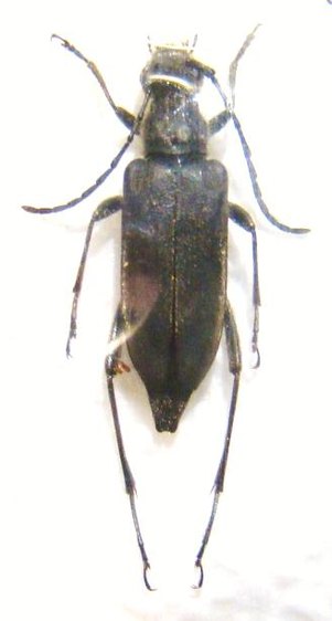ANASTRANGALIA dubia F.chamomillae