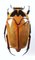 LOMAPTERA annae