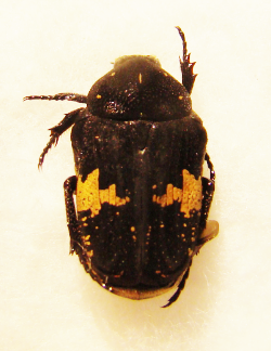 GLYCYPHANA fulvistemma