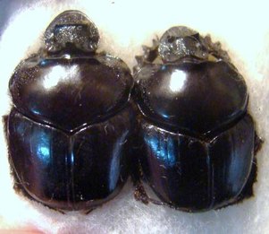 DIASTELLOPALPUS johnstoni C