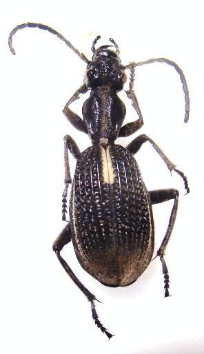 CYPHOLOBA sp n&deg;2