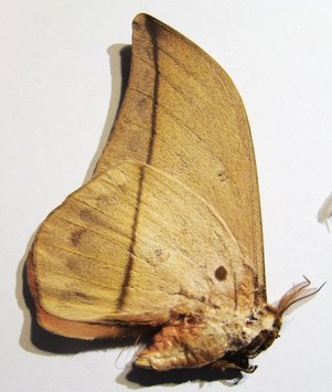 LOBOBUNAEA acetes M