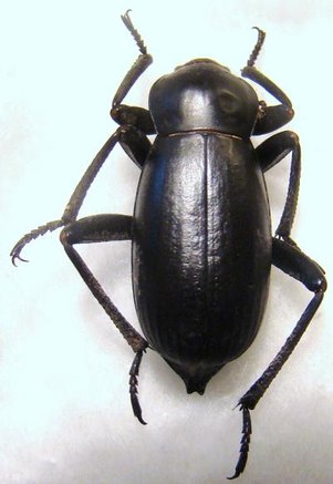 TENEBRIONIDAE sp N&deg; 22 TUNISIE