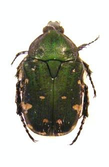 GAMETIS jucunda