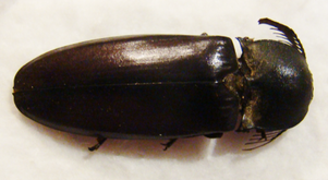 ELATERIDAE sp N&deg;48