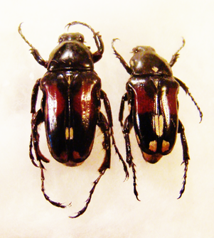 PYGORA (Bourgoinigora) albomaculata M