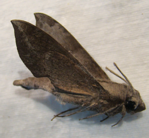 TEMNORA livida