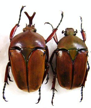 EUDICELLA smithi shiratica