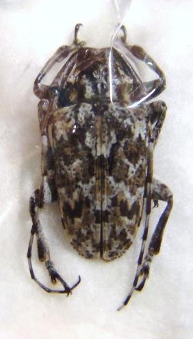 CERAMBYCIDAE sp n&deg;3 MADAGASCAR