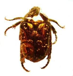 PROTAETIA (Calopotosia) orientalis