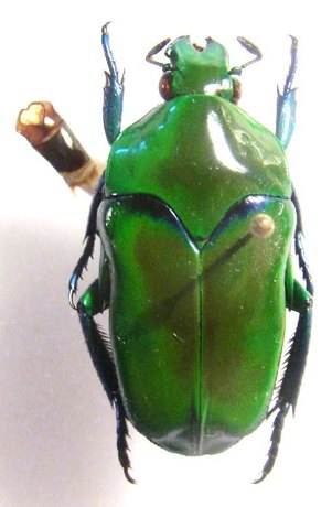 ISCHIOPSOPHA hyla