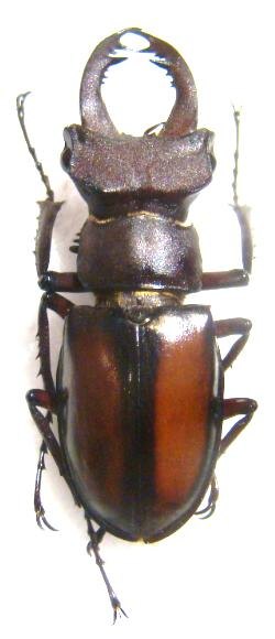 LUCANUS laetus