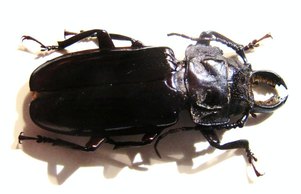 STENODONTES (Mallodon) downesi