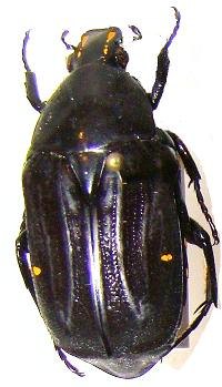 EUCHROEA desmarest
