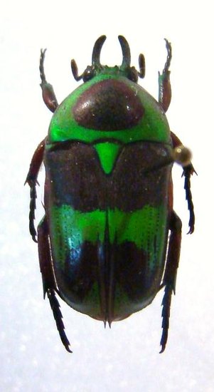 MYSTROCEROS rouyeri M