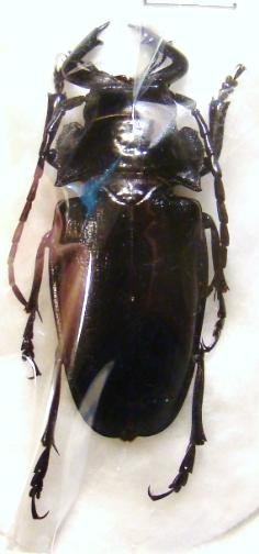 NOTOPHYSIS forcipata M