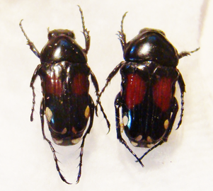 PYGORA (Bourgoinigora) rufoplagiata