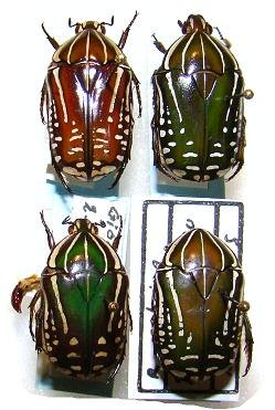 RHABDOTIS sobrina