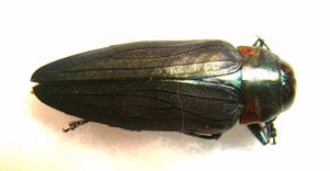 BELIONOTA fallaciosa