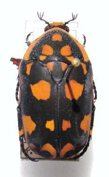 PACHNODA nigritarsis