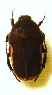 CLINTERIA cinctipennis