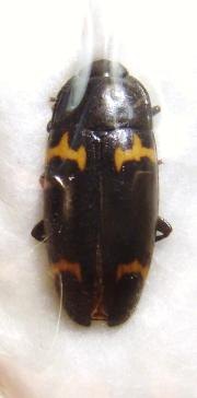 TENEBRIONIDAE sp Cameroun