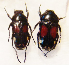 PYGORA (Bourgoinigora) rufoplagiata M