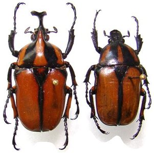 NEOPHAEDIMUS auzouxi
