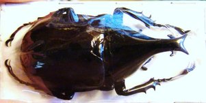 XYLOTRUPES gideon australicus M