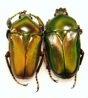 TAURHINA (Neptunides) stanleyi