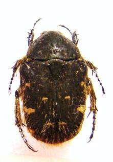 GAMETIS jucunda