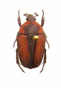 TEPHRAEA morosa M