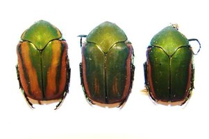 COTINIS mutabilis