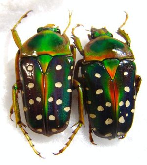 STEPHANORRHINA guttata aschantica (ex kolbei),C
