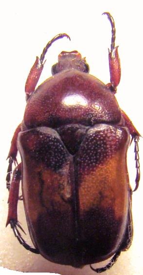 DYSPILOPHORA abbreviata