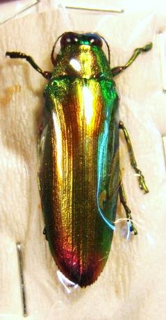 CHRYSOCHROA aurora