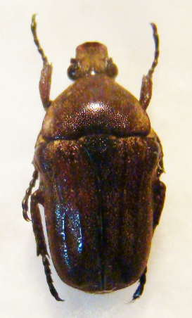 COSMIOMORPHA setulosa M