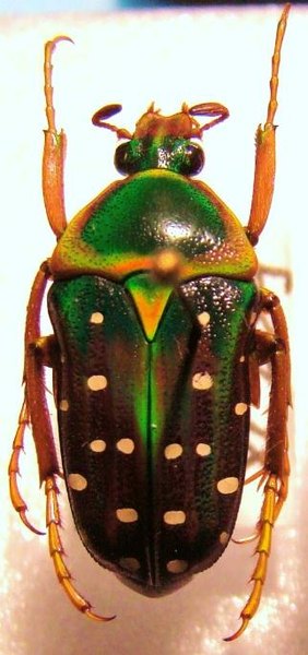 APHELORHINA simillima