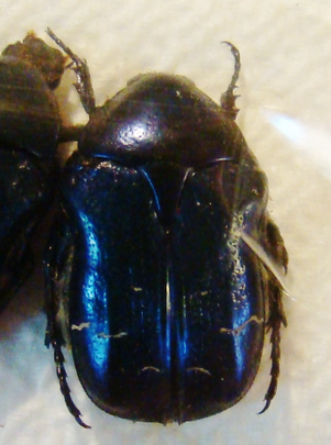CETONIA aurata pisana f. meridionalis