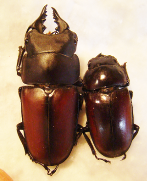 PROSOPOCOILUS fuscus C