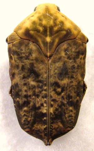 GYMNETIS flaveola