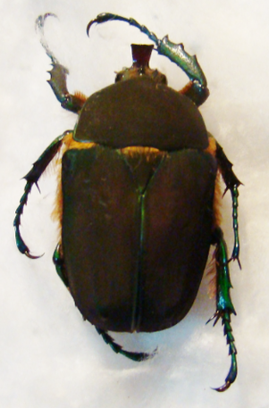 BRACHYMITRA rotteveeli M