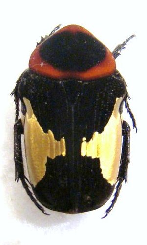 GLYCYPHANA horsfieldi