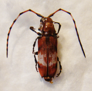 ARMATOSTERNA spinifera